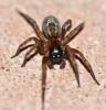 Amaurobius sp.